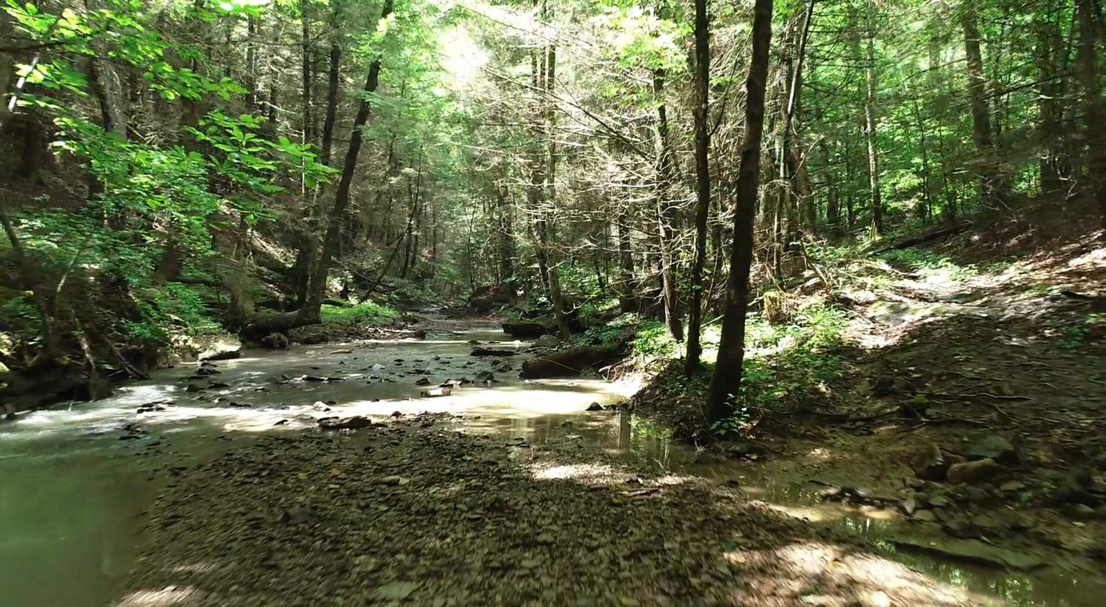 TerraPass forest preservation project funded by Space Beyond’s carbon negative space memorial offsets.